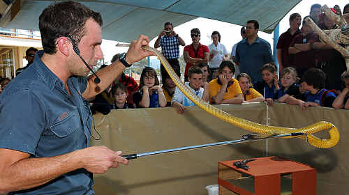 Garry Sippel shows Australia’s most dealdy snake, the inland tiapan or fierce snake, to students at yesterday’s symposium. Garry Sippel shows Australia’s most dealdy snake, the inland tiapan or fierce snake, to students at yesterday’s symposium.
